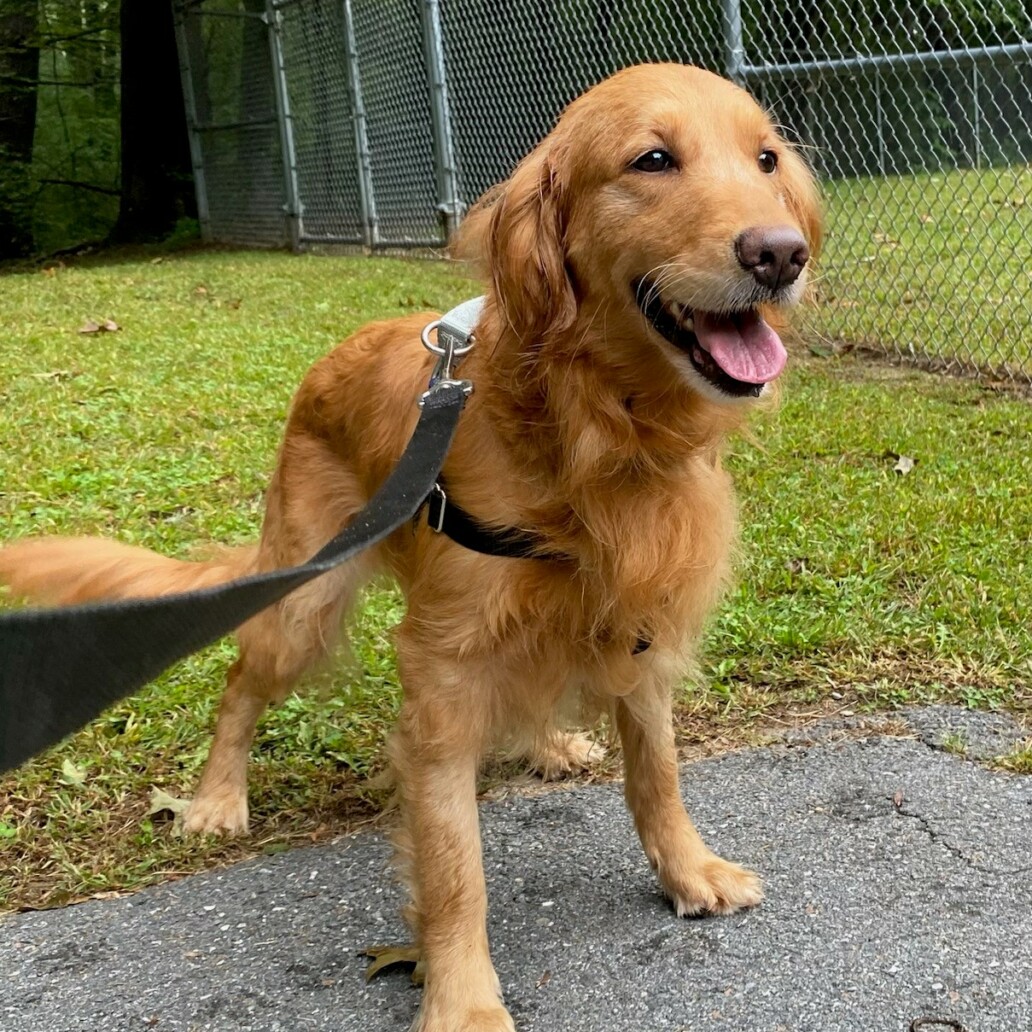 Bisquick – Yankee Golden Retriever Rescue