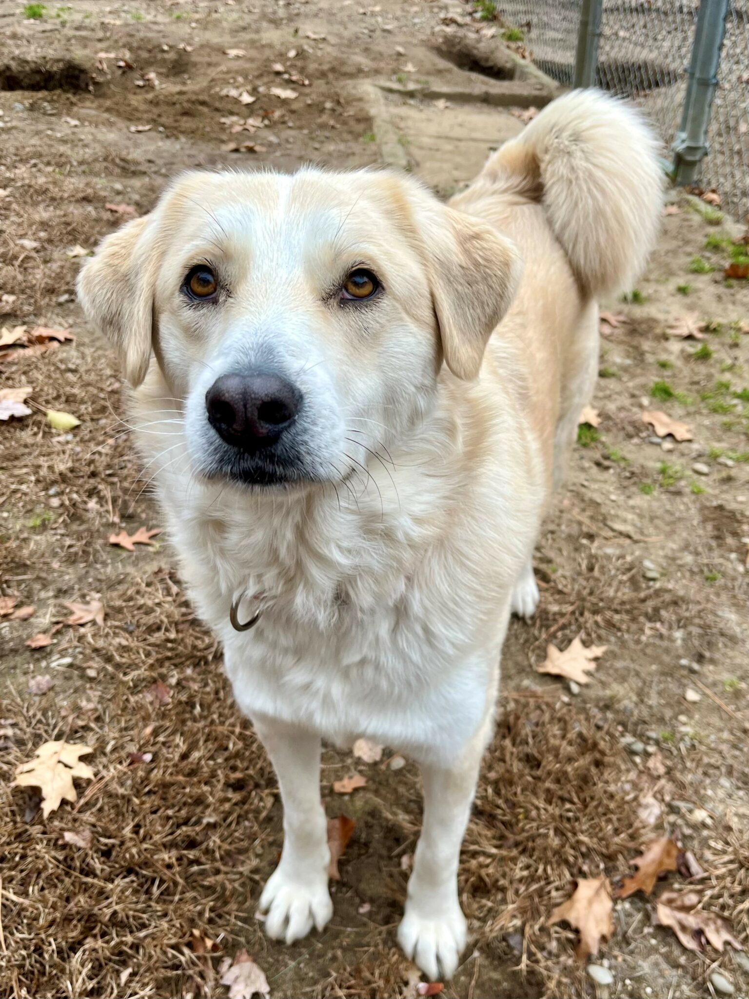 Mura – Yankee Golden Retriever Rescue