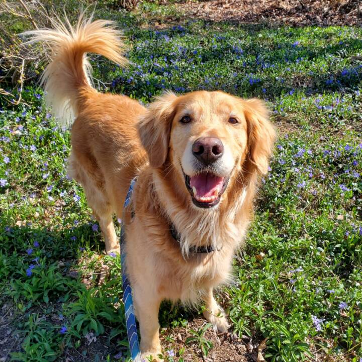 Adoptable Dogs – Yankee Golden Retriever Rescue