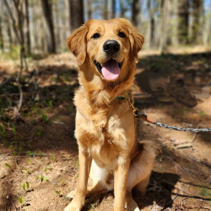 Adoptable Dogs Yankee Golden Retriever Rescue