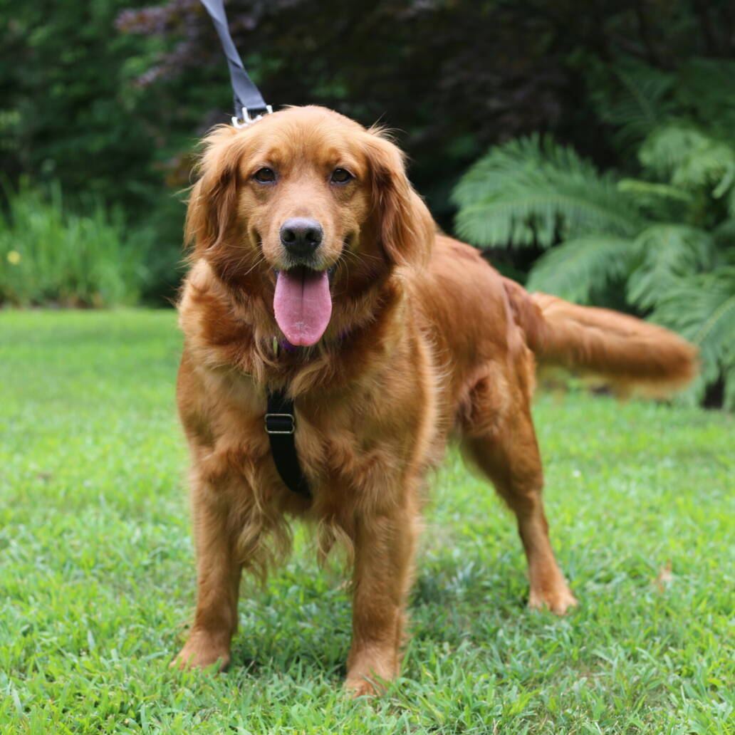 Adoptable Dogs – Yankee Golden Retriever Rescue